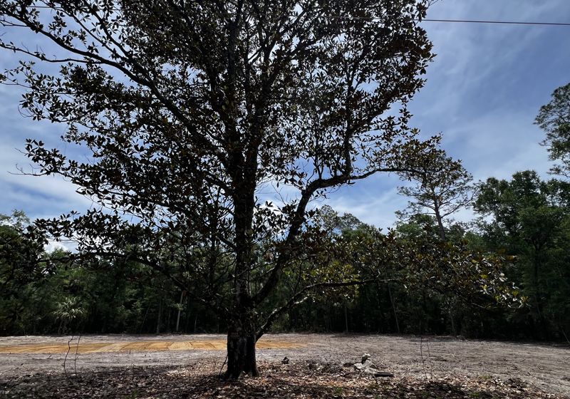 Site Prep service by Rowdy Forestry