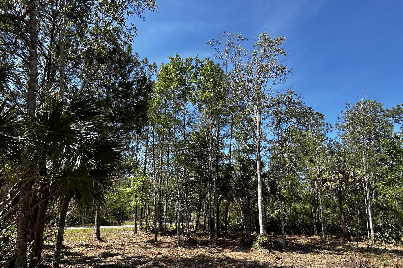 Vegetation Spraying service by Rowdy Forestry